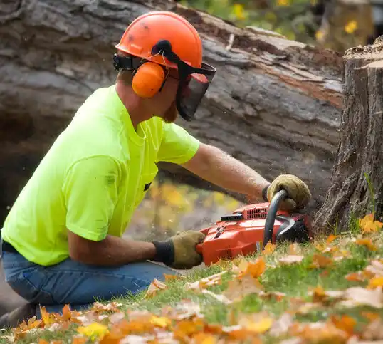 tree services Imlay City